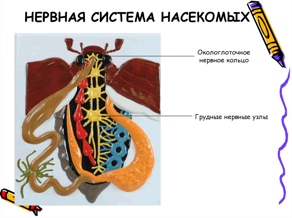 Нервная насекомых. Класс насекомые нервная система. Неверная система насекомых -. Нервная ная система насекомых. Нервная системанасекомы.