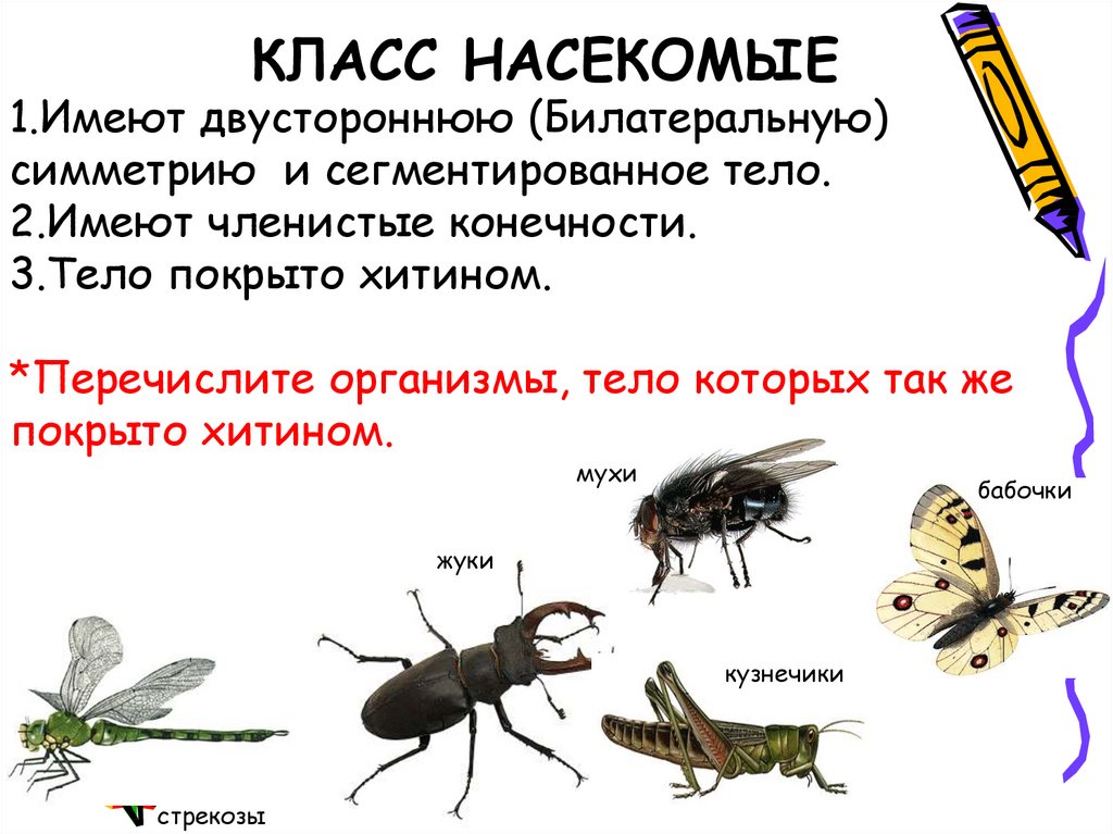 Класс насекомые кратко