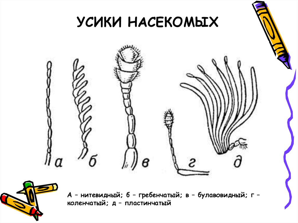 Усики у насекомых. Основные типы усиков насекомых. Строение усики насекомого. Типы антенн насекомых. Строение и типы усиков.