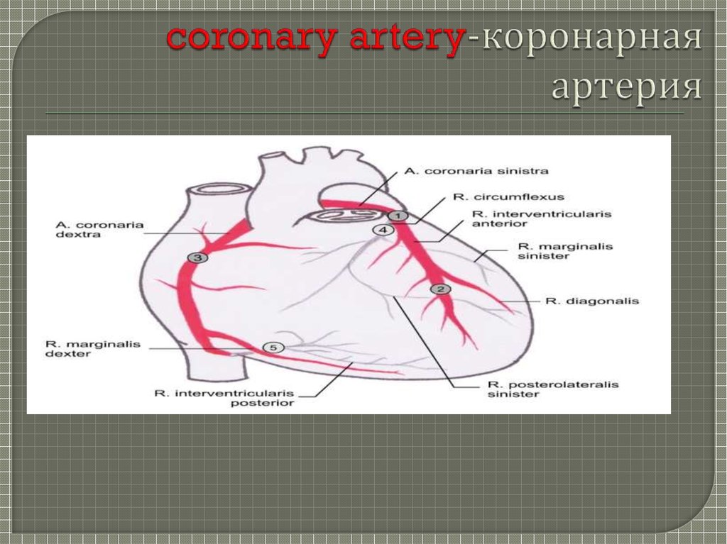 coronary artery-коронарная артерия