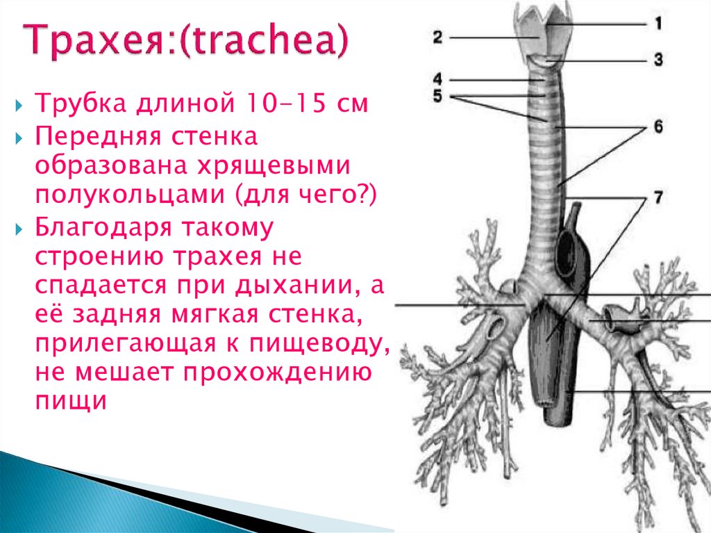 Длина трахеи