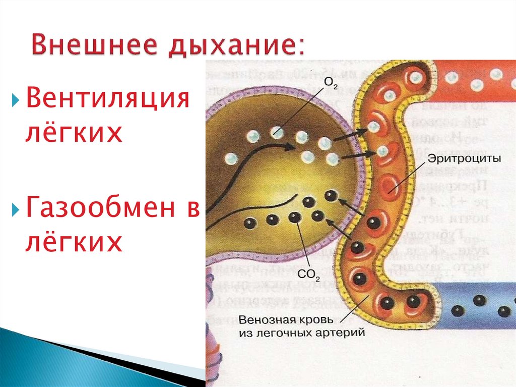 Легочное дыхание процесс