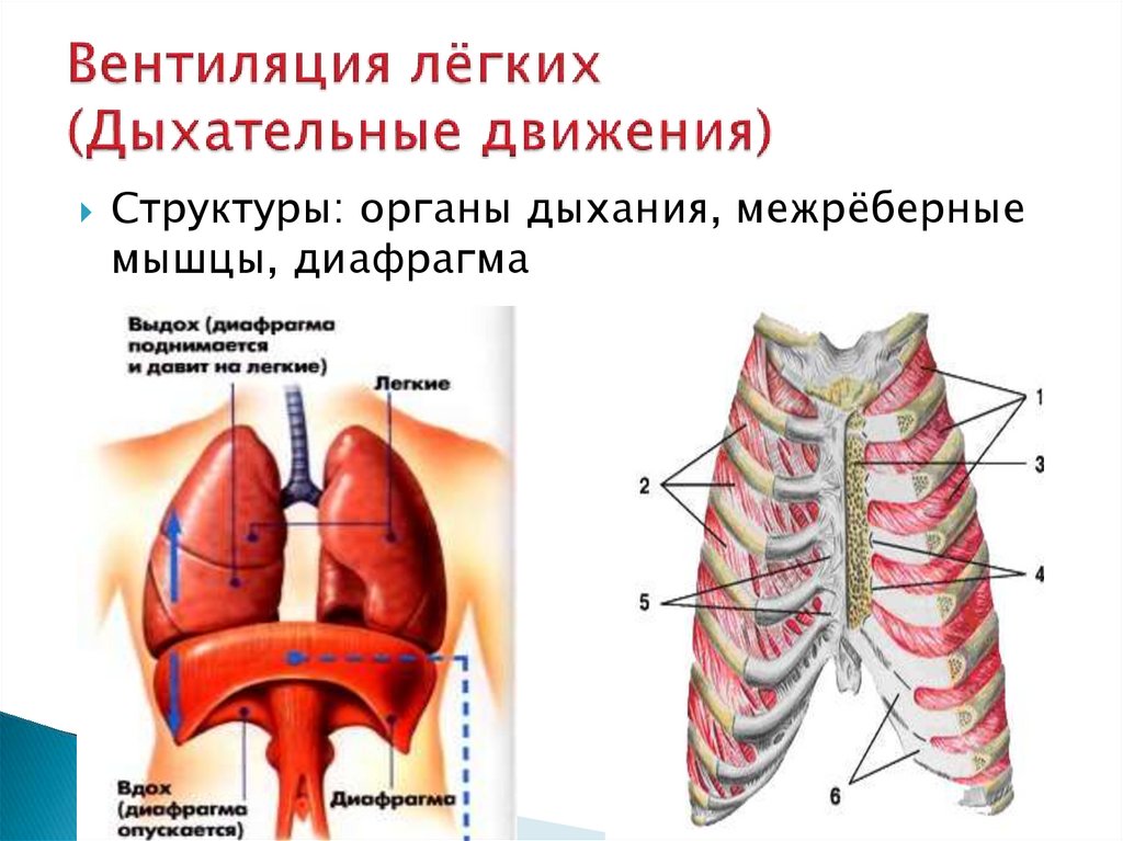 Схема вдоха и выдоха