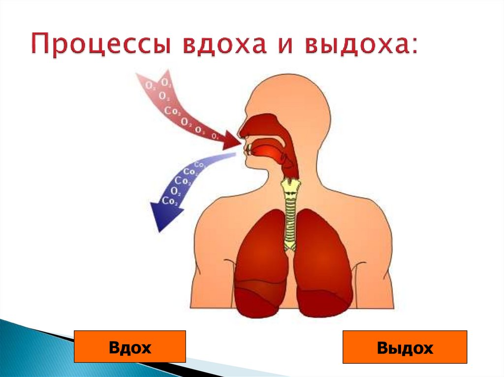 Как называется процесс дыхания человека