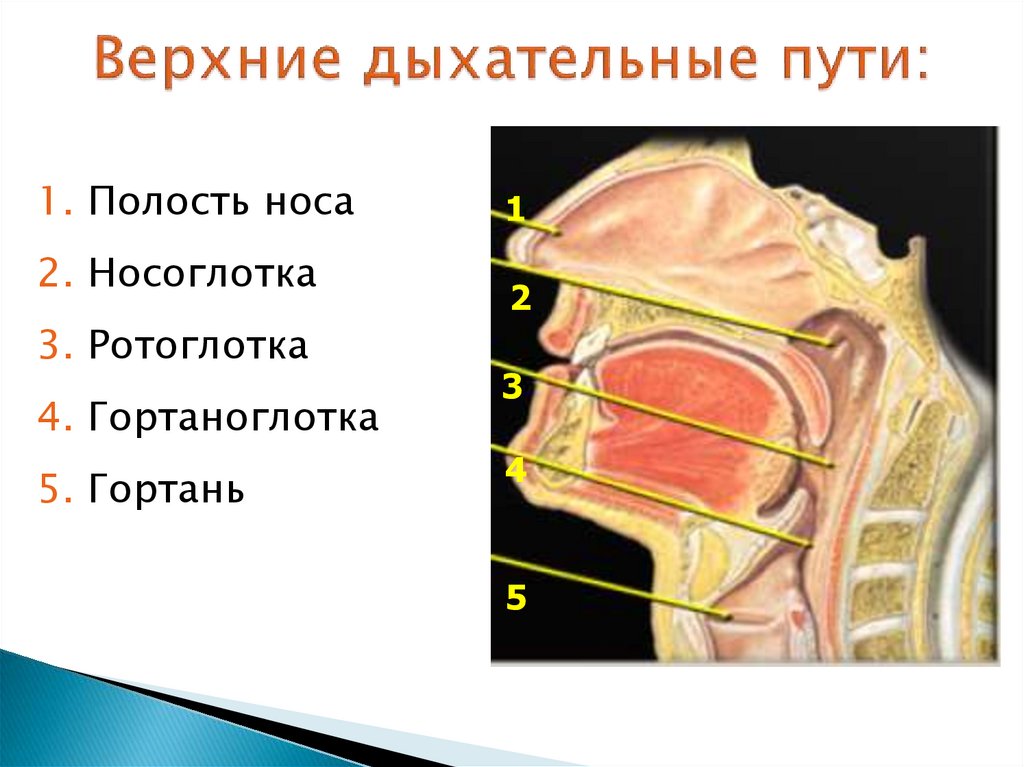 Полость носа и гортань. Носоглотка строение анатомия. Строение носоглотки вид спереди. Ротоглотка гортаноглотка строение. Анатомия глотки и носоглотки.
