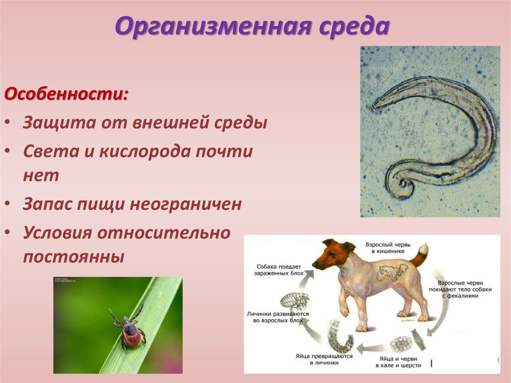 Животные обитающие в живых организмах