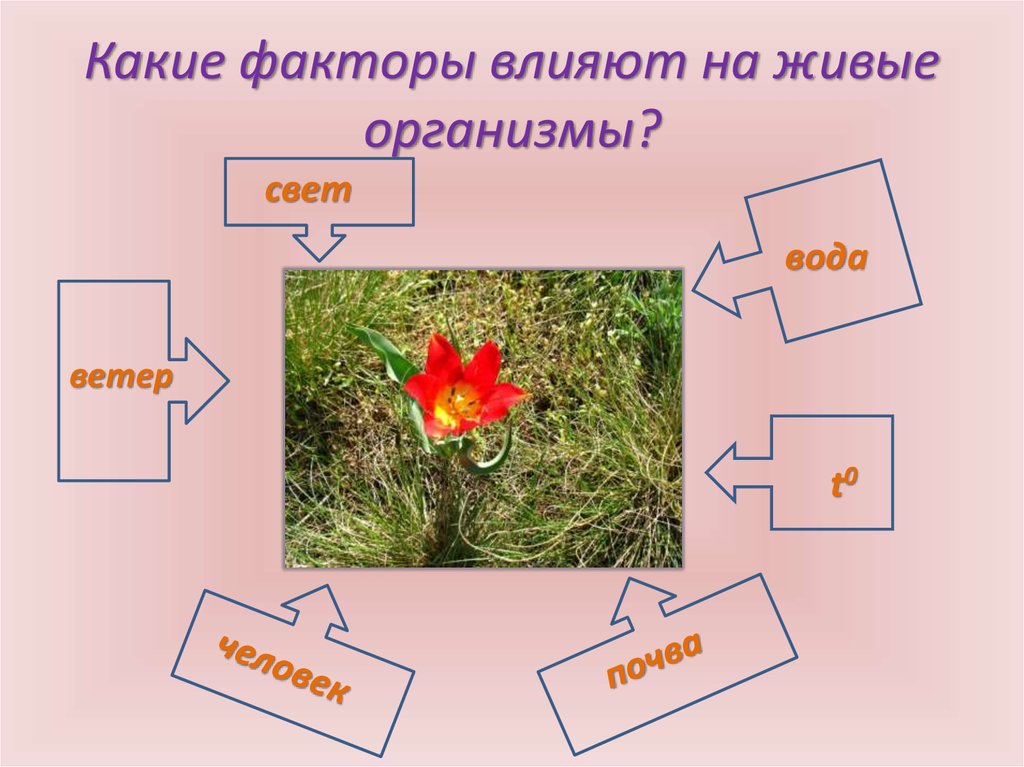 Свет необходим живым организмам для 5 класс. Какие факторы влияют на живые организмы. Факторы влияющие на живую природу. Влияние живой природы на живую природу. Как живые организмы повлияли на природу.