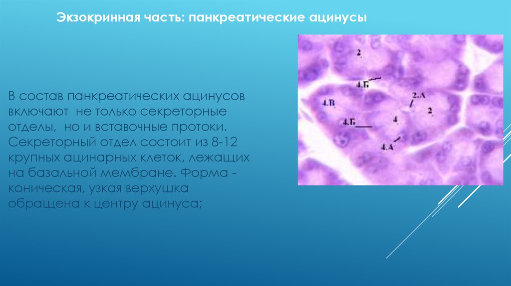 Клетки лежала. Секреторные отделы. Форма секреторного отдела. Состоит из секреторного отдела. Вставочный секреторный отдел.