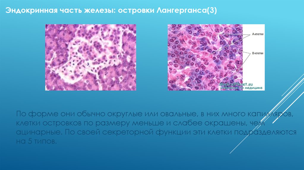 Железа 8. Ацинарная ткань поджелудочной железы. Функция ацинарных клеток поджелудочной железы. Секреторные клетки поджелудочной железы. Центроацинозные клетки поджелудочной железы.