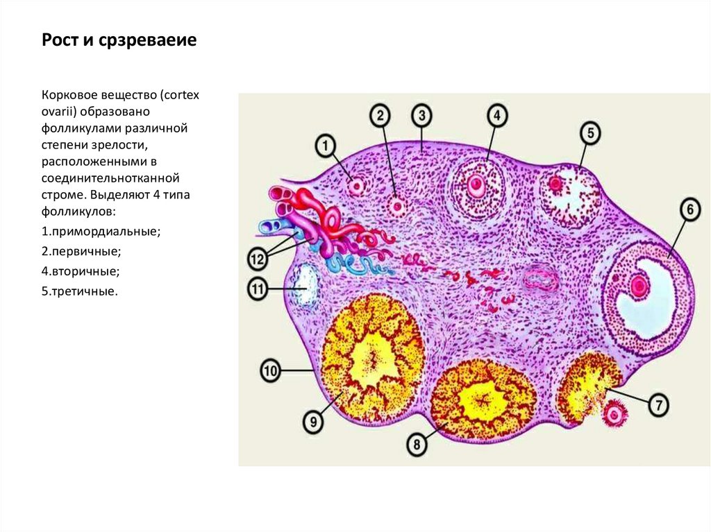 Что такое фолликулы. Схема развития фолликула. Типы фолликулов яичника. Фолликулы на разных стадиях. Образование фолликула.