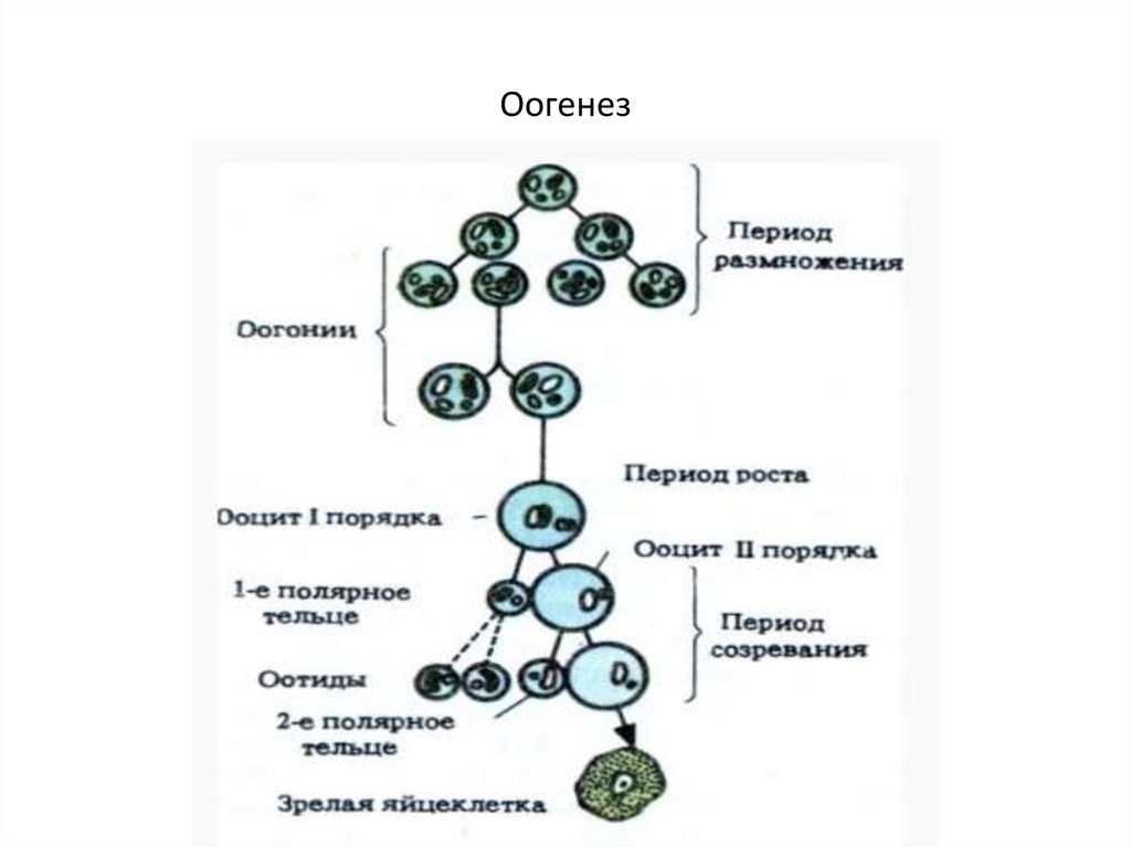 Установите последовательность этапов овогенеза образование ооцитов. Оогенез набор хромосом. Гаметогенез схема. Гаметогенез и оогенез схема. Оогония это в оогенезе.