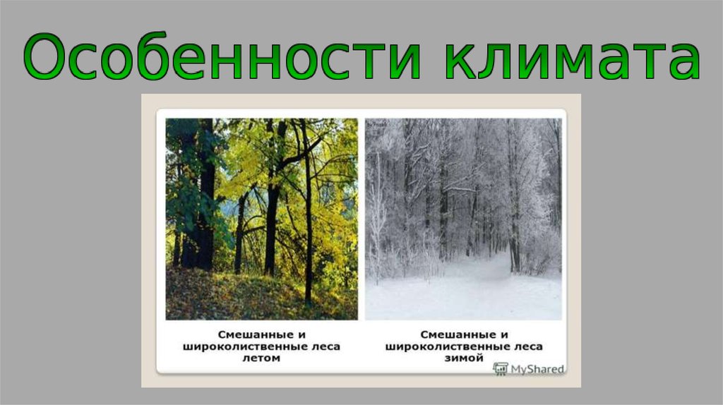Смешанные леса климатические условия. Климат смешанных и широколиственных лесов 4 класс.