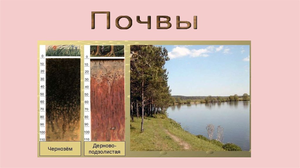 Почва широколиственных лесов 8 класс. Смешанные и широколиственные леса почва в России. Смешанные леса дерново-подзолистые почвы. Почвы смешанных и широколиственных лесов в России. Дерново-подзолистые почвы смешанных лесов.