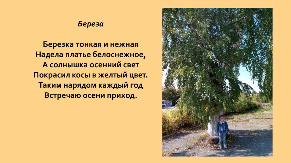 Текст тонкая береза