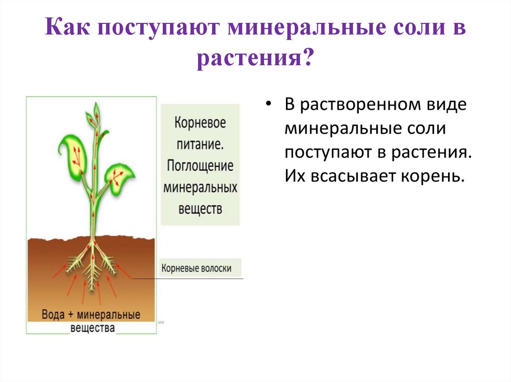 Обмен воды и минеральных солей презентация