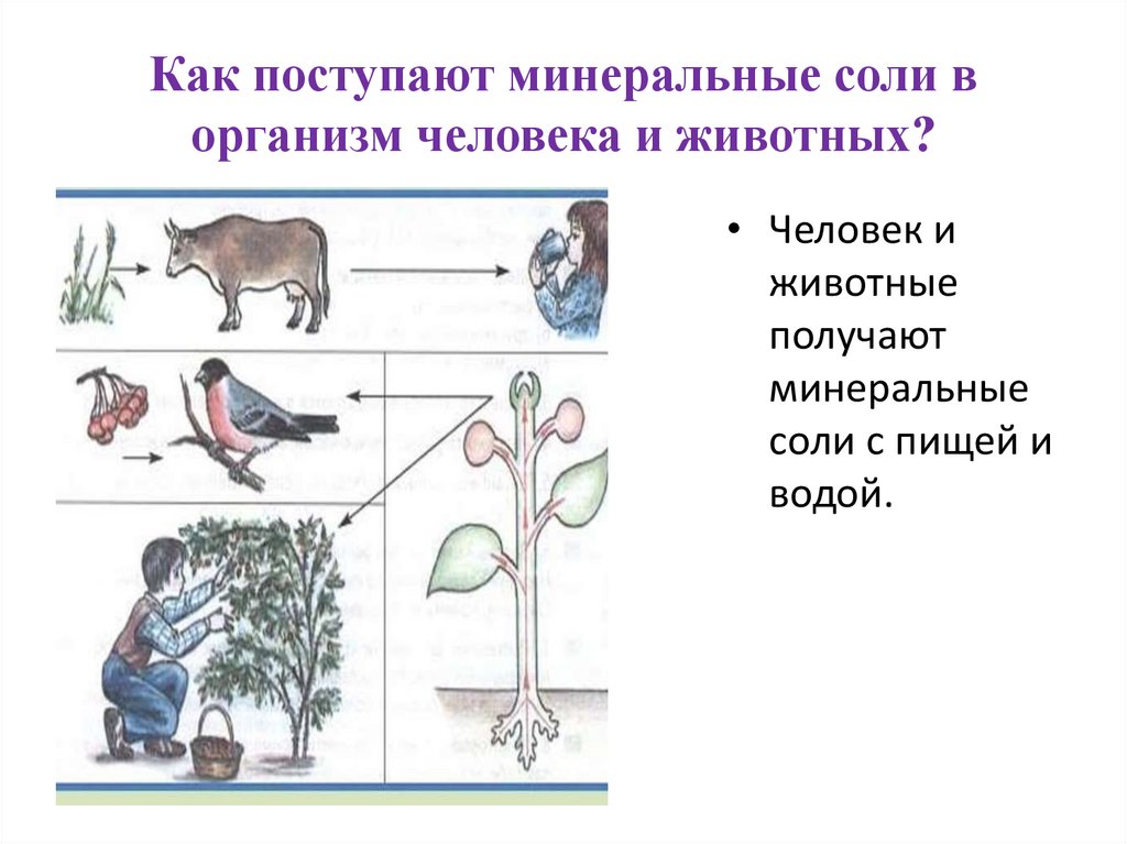 Составить план ответа на вопрос откуда поступают минеральные соли в организм человека