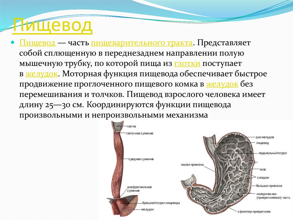 Физиология желудка презентация