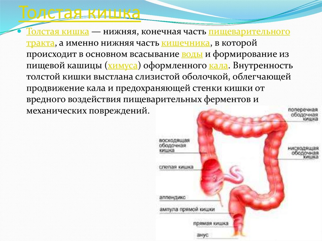 Тонкая кишка всасывает