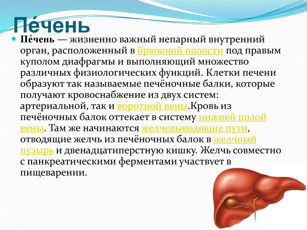 Головной мозг печень кровь. Печень жизненно важный орган.