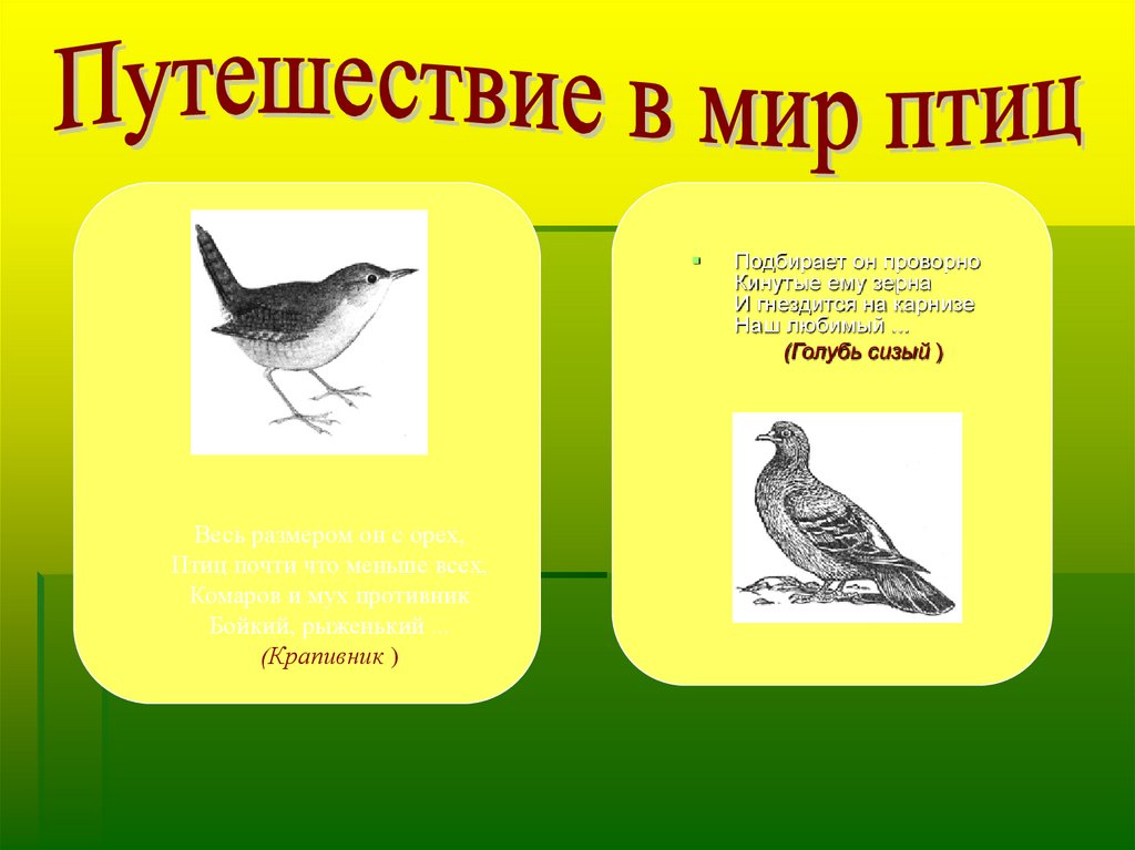 Птичка значение слова. Обозначение птиц. Значение птиц рисунок. Что означает птичка. Значение птиц в природе.