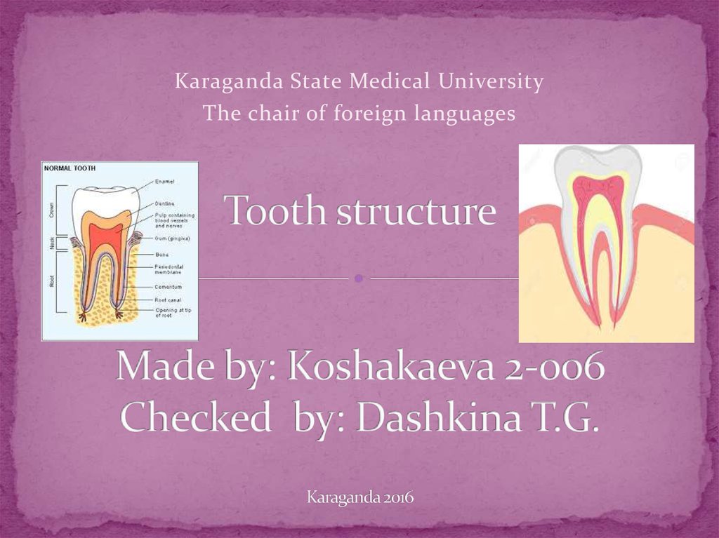 Tooth structure Made by: Koshakaeva 2-006 Checked by: Dashkina T.G. Karaganda 2016
