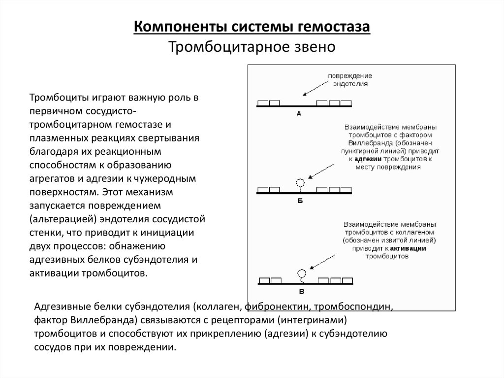 Компоненты системы гемостаза Тромбоцитарное звено