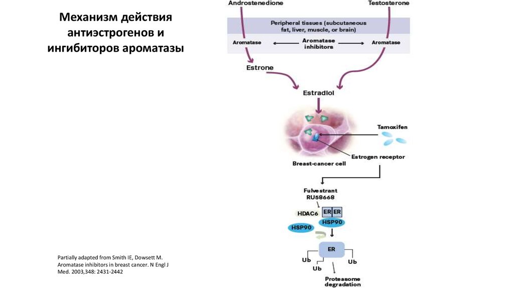 Лечение аденомы ингибиторами редуктазы