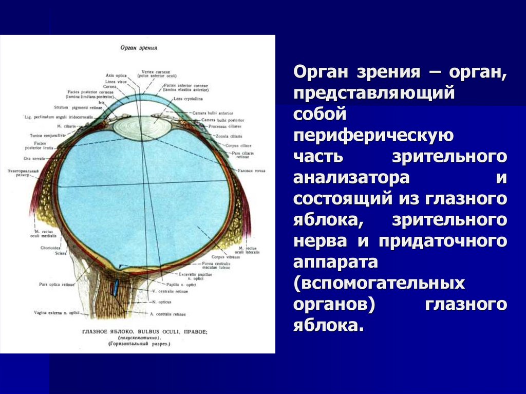 Роль органов зрения. Строение органа зрения. Вспомогательные органы зрения.