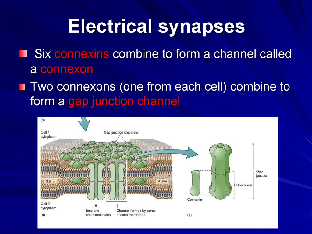 Each cell. Electrical Synapse. Synapse Type. Chemical Synapse. Synapse Protocol.