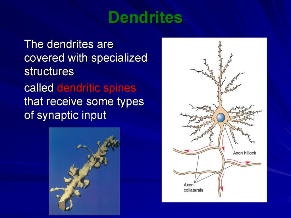 dendrite definition psychology example