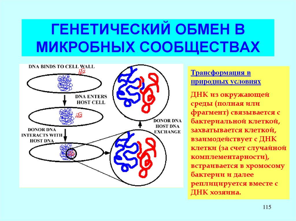 Генетический обмен