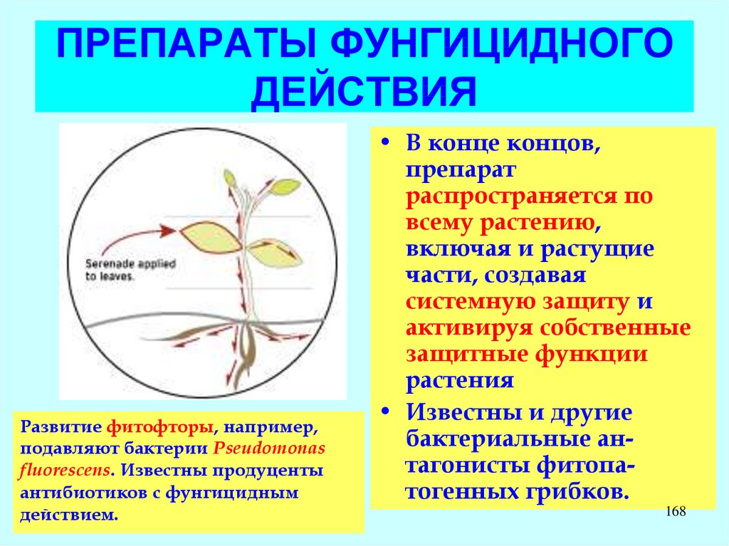 Действие капель. Фунгицидное действие это. Фунгицидный эффект это. Фунгицидное действие препараты. Фунгицидное действие направлено на уничтожение.