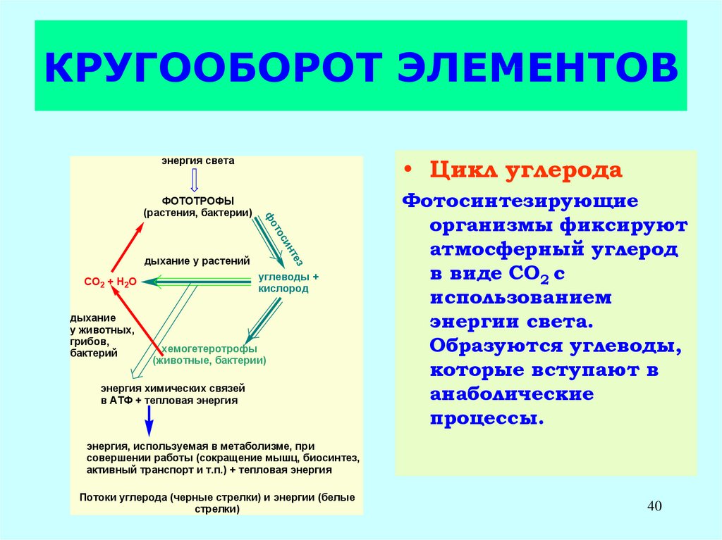 Тип обмена веществ бактерий