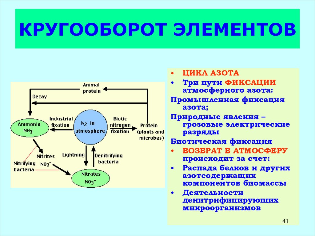 Обмен веществ у бактерий