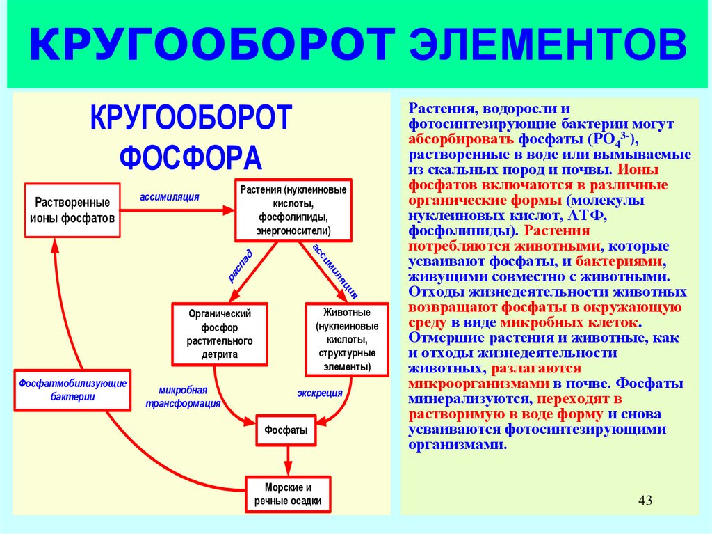 Обмен веществ у бактерий