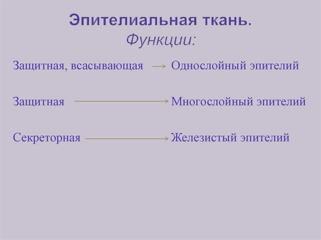 Защитная функция ткани. Всасывающая ткань функции. Эпит защитная всасывающая.