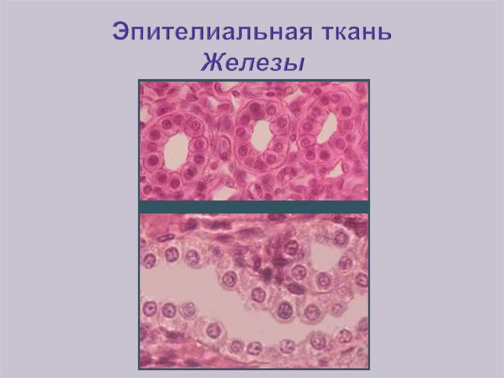 Какая ткань защитная. Защитная функция эпителиальной ткани. Эпителиальная клетка функции. Клетки защитной ткани. Эпителий соединительная ткань.