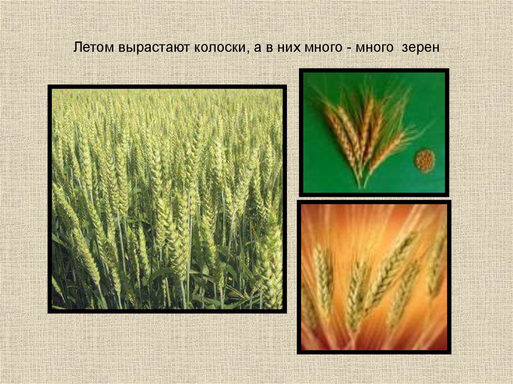 Вырастет колос. Как растет пшеница в картинках. Созревание пшеницы. Как растет Колос. Как растет пшеница для детей.
