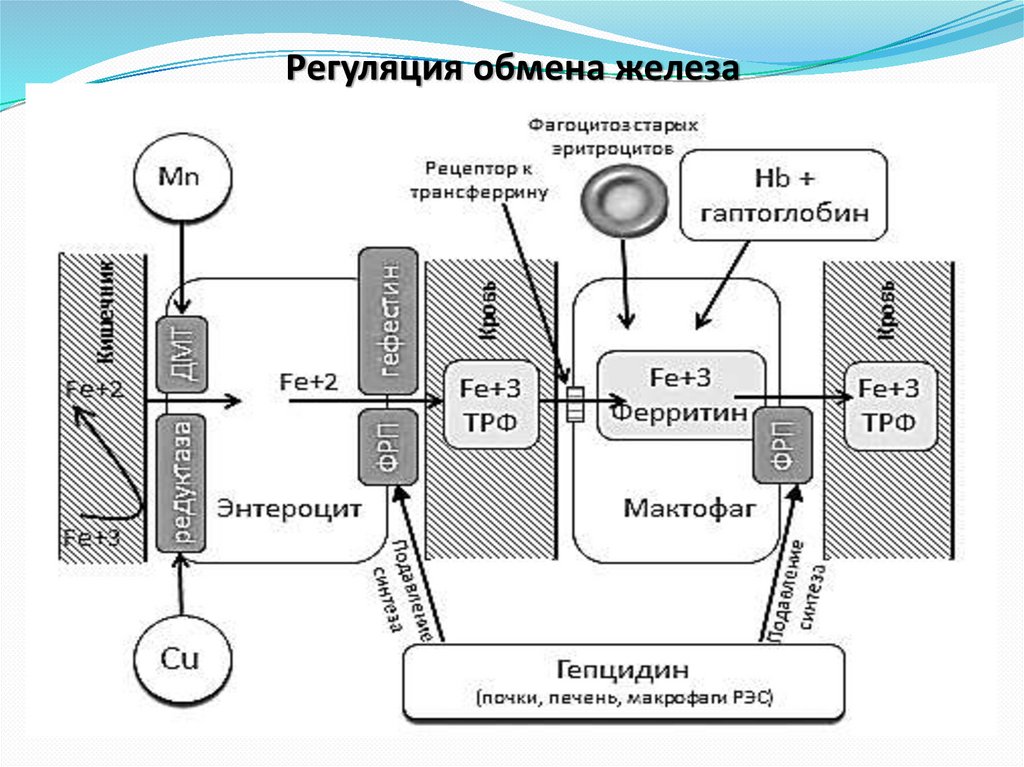 Регуляция состояний