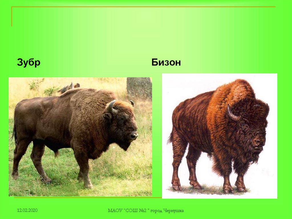 Какой тип питания характерен для бизона. ЗУБР И Бизон. Бизон от зубра. Бизоны зубры Буйволы. ЗУБР И Бизон разница.
