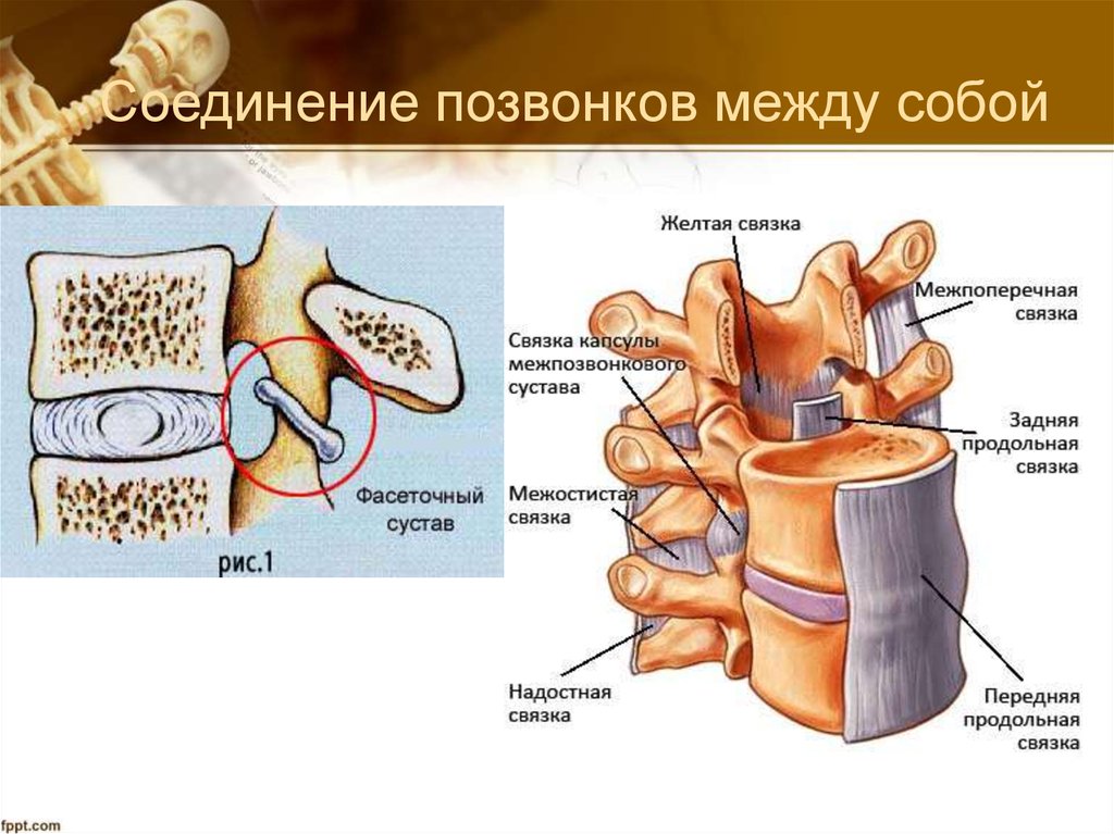 Соединения позвоночника суставы. Соединение позвонков вид сбоку. Соединения костей позвоночного столба. Соединения позвонков анатомия связки. Соединения между дугами позвонков.