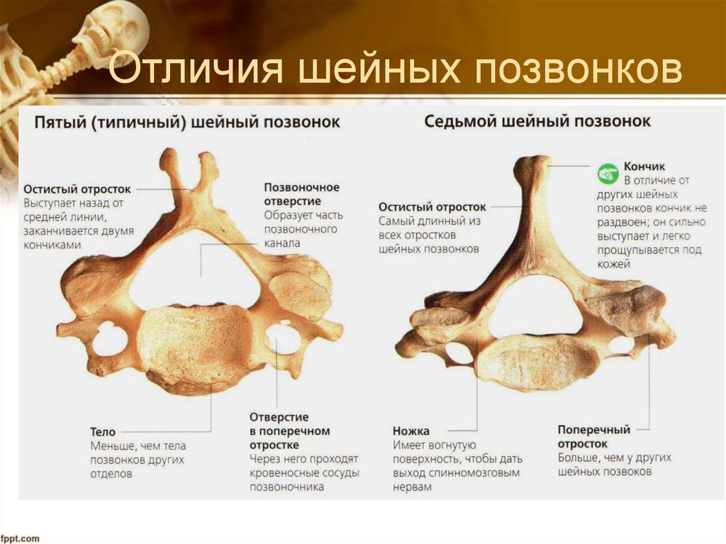 Называется отросток. Строение шейного позвонка человека анатомия. Строение позвонка шейного отдела. Строение типичного шейного позвонка анатомия. Шестой шейный позвонок строение.