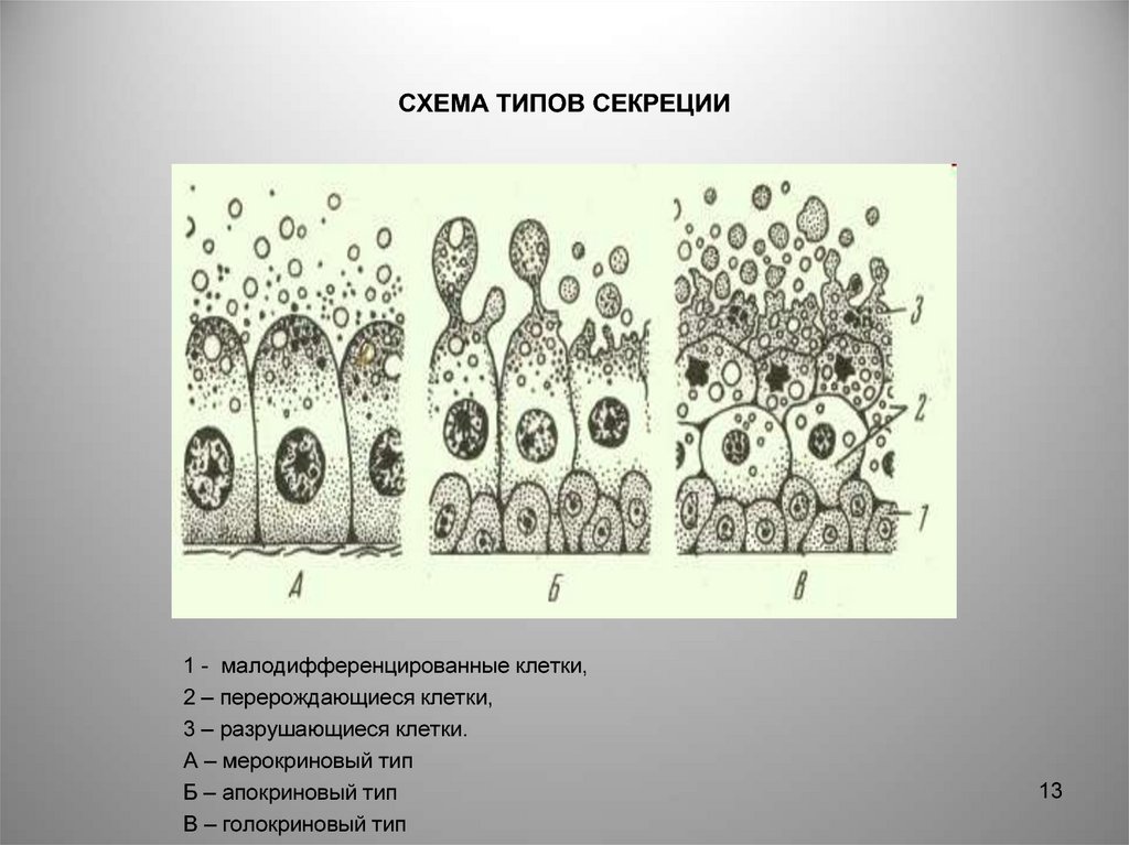 Типы секреции. Апокриновый мерокриновый и голокриновый Тип секреции. Голокриновый Тип секреции схема. Мерокриновый Тип секреции строение. Апокриновый Тип секреции характерен для желез.