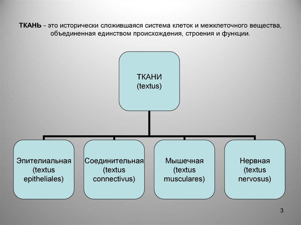 Сложившаяся система. Ткань это исторически сложившаяся система. Ткань это исторически сложившаяся система клеток. Учение о тканях. Ткань это система клеток и межклеточного вещества Объединенных.