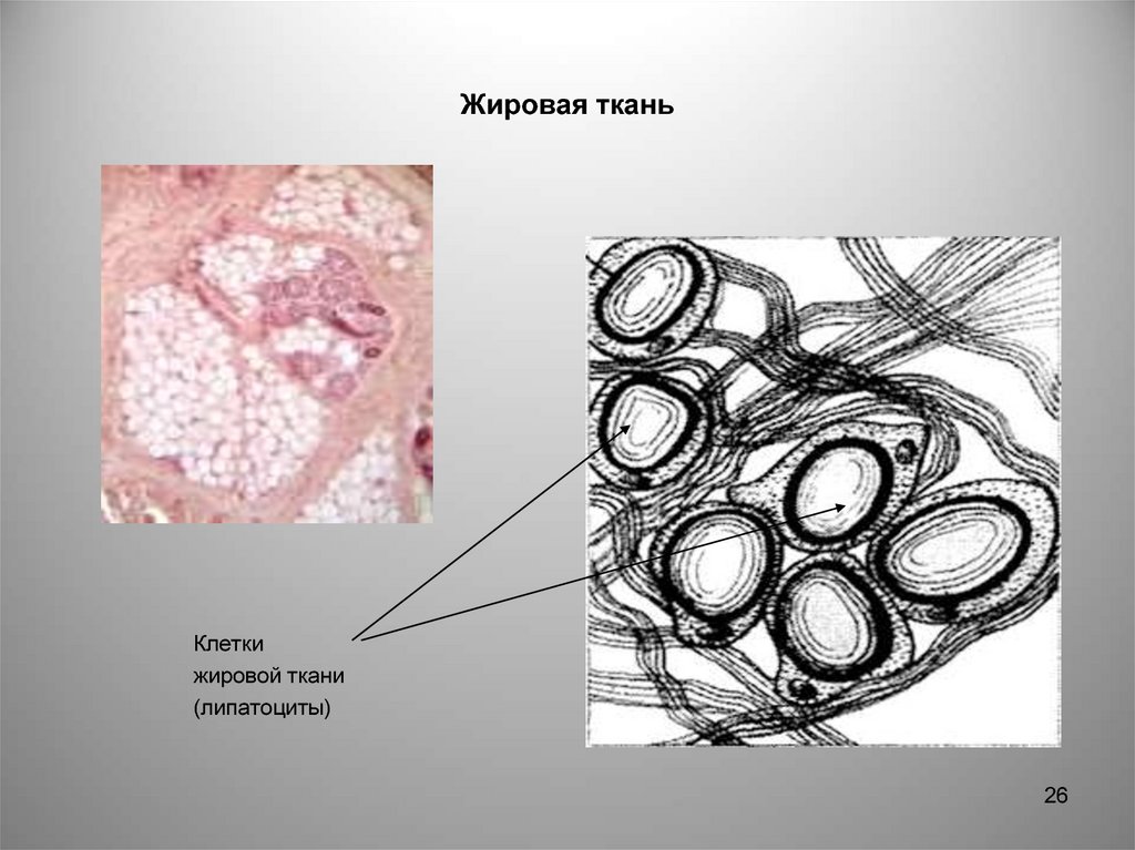 Соединительная жировая ткань рисунок