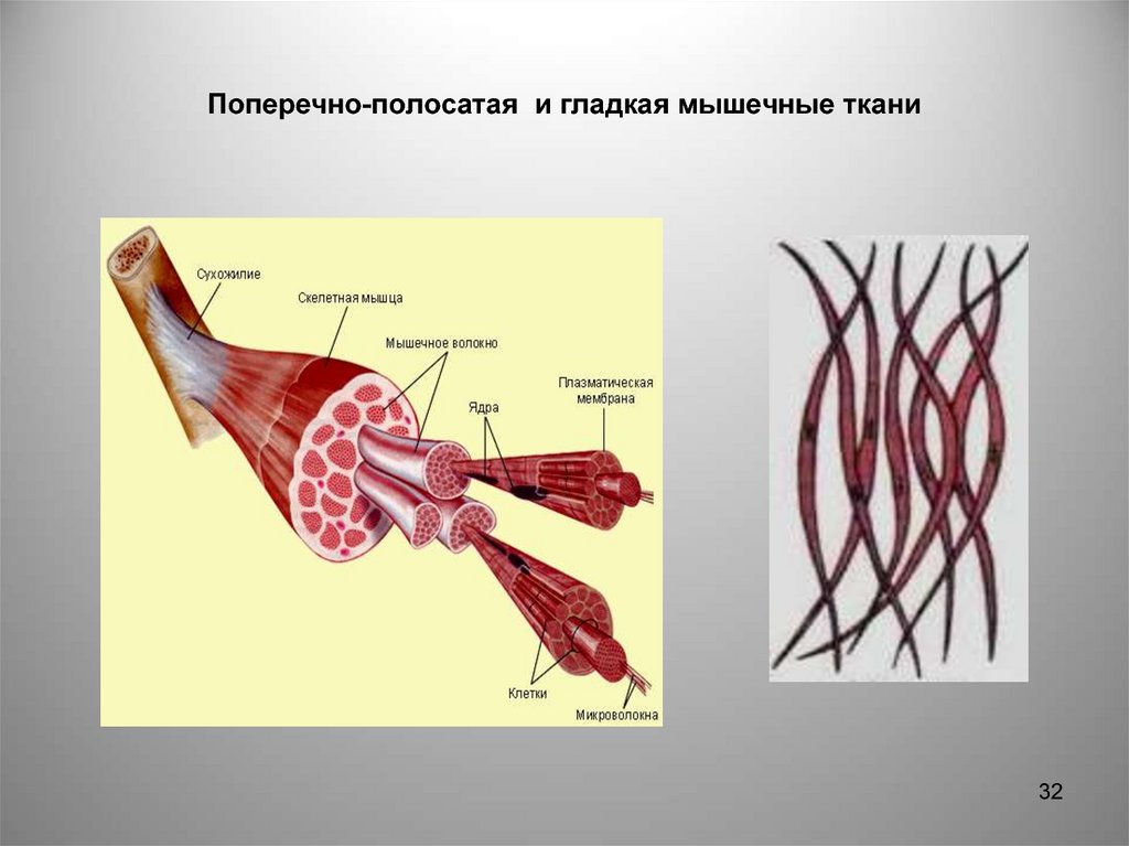 Схема поперечно полосатой мышечной ткани