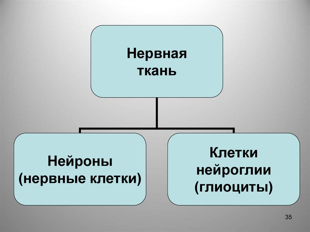 Классификация тканей презентация