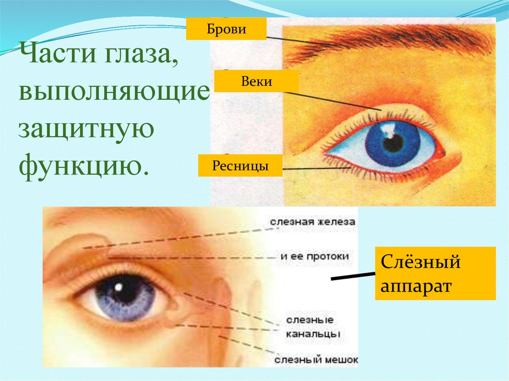 Какие функции выполняет орган зрения