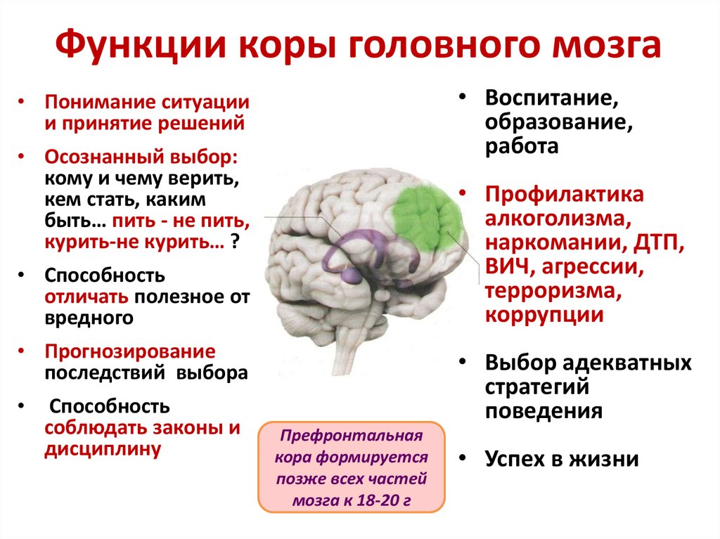 Каковы основные функции мозга. Корковые функции головного мозга. Корковые структуры головного мозга. Локализация высших психических функций в коре головного мозга.