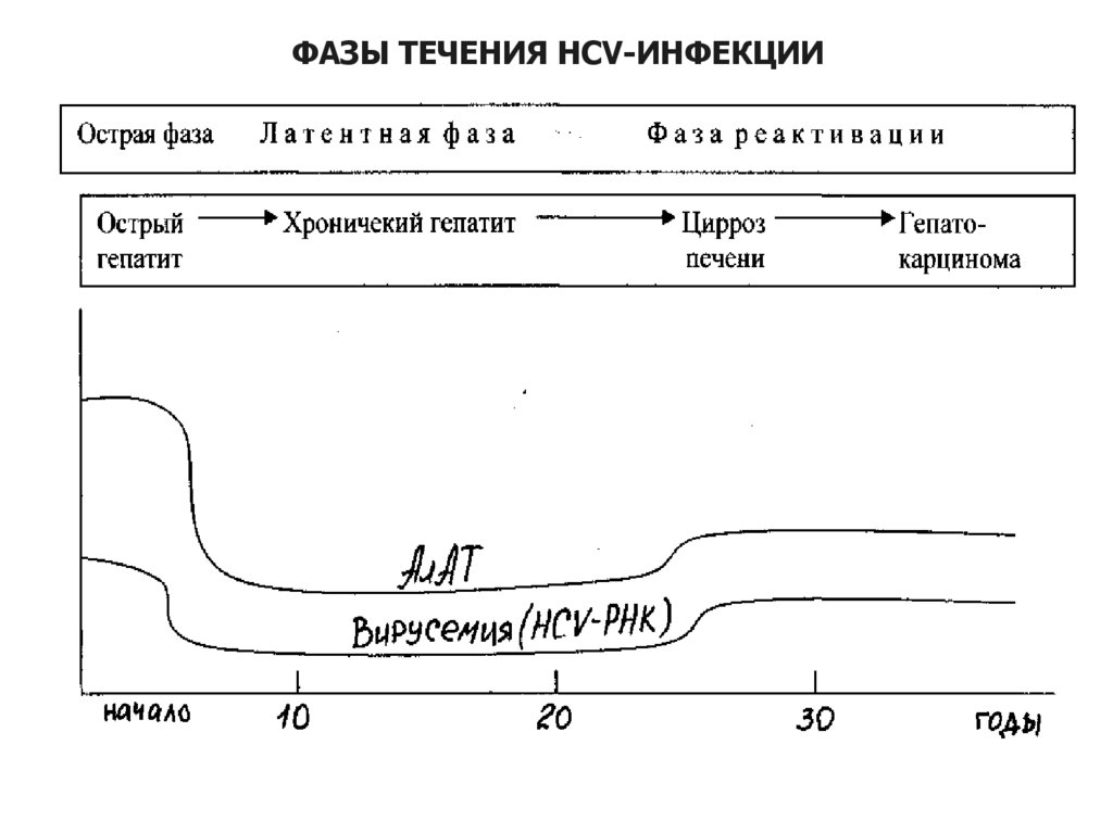 Фазы течения